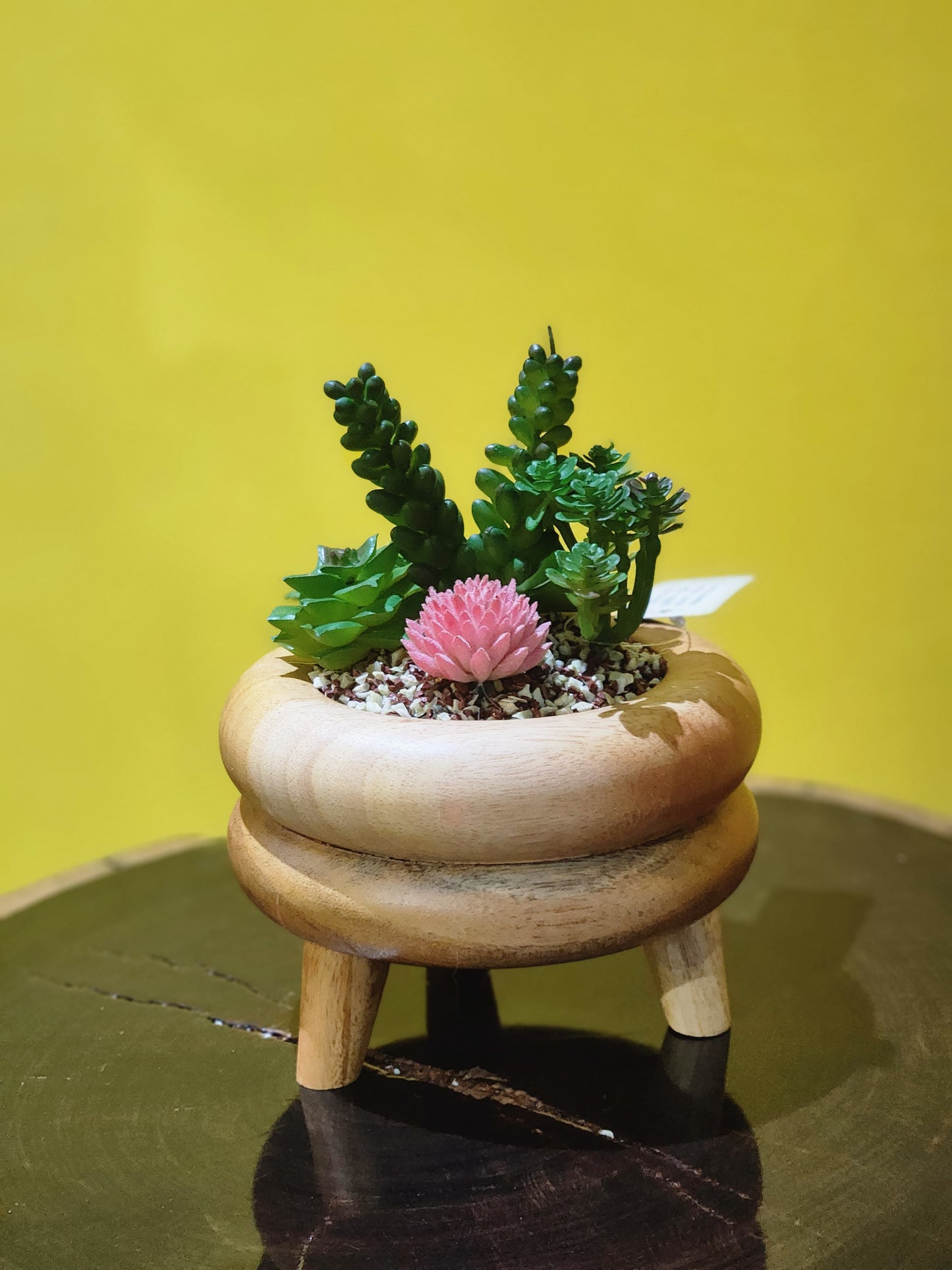 Wooden Potted Cactus & Succulents Plant